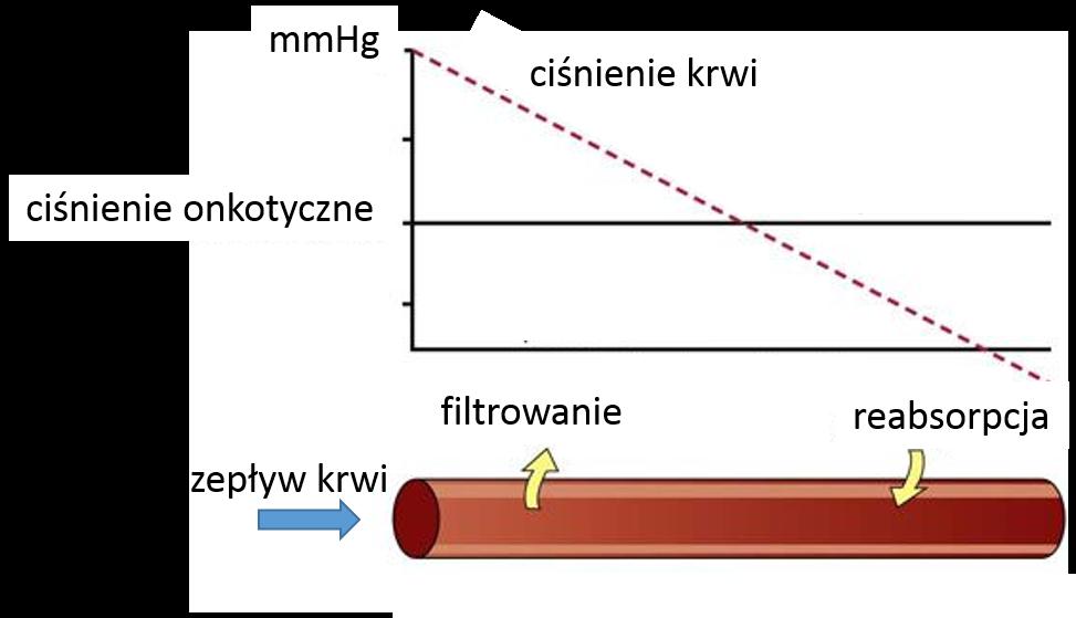 Przykład: Roztwór soli fizjologicznej: Ciśnienie osmotyczne krwi: π! = 7.6 atm c! = π! RT = 308 mm/l.
