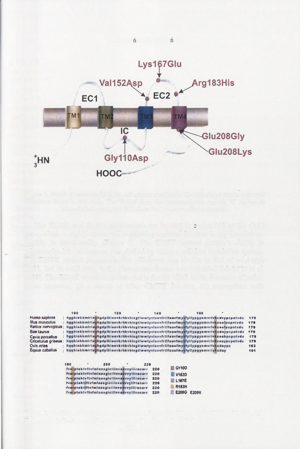 98 A. Kochański, D. Kabzińska Figure l. Model of connexin 32 in the cell plasma membrane. The red closed circles represent mutations found in this study.