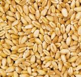 Do najczęściej występujących materiałów suszonych należą: kukurydza, pszenica, ryż i słonecznik.