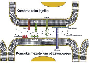 Rycina 2. Najważniejsze mediatory wzajemnych interakcji między komórkami raka jajnika a komórkami mezotelium otrzewnowego.
