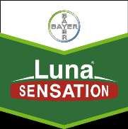 Rozwiązanie Bayer w borówce Luna Sensation 500 SC Borówka wysoka Szara pleśń Antraknoza