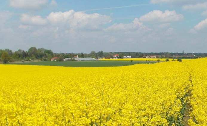 Ona dzieł Boskich korona, Nad Anioły wywyższona; Choć jest Panią nieba, ziemi, Nie gardzi