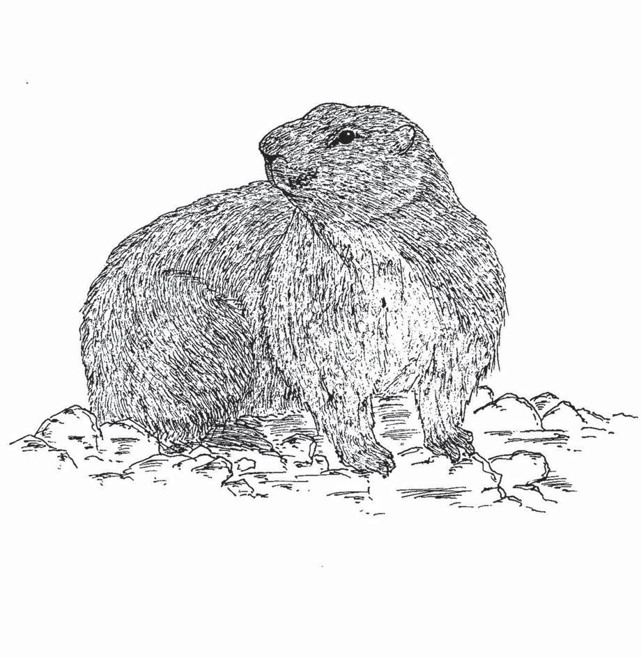 OWADY SPOSÓB WOKÓŁ NA ZIMĘ NAS ZWIERZĘTA ZAPADAJĄCE W ZIMOIWY SEN - TABLICA 3 Świstak Marmota marmota Gatunek w Polsce występuje wyłącznie w Tatrach w piętrze hal i turni.