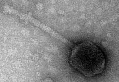 (bakteria) Monika patogen Radlińska (wirus) Izolacja nowych bakteriofagów pok. 440A tel. 55 41 419 Poszukiwanie unikatowych narzędzi pochodzenia m.radlinska@biol.uw.edu.