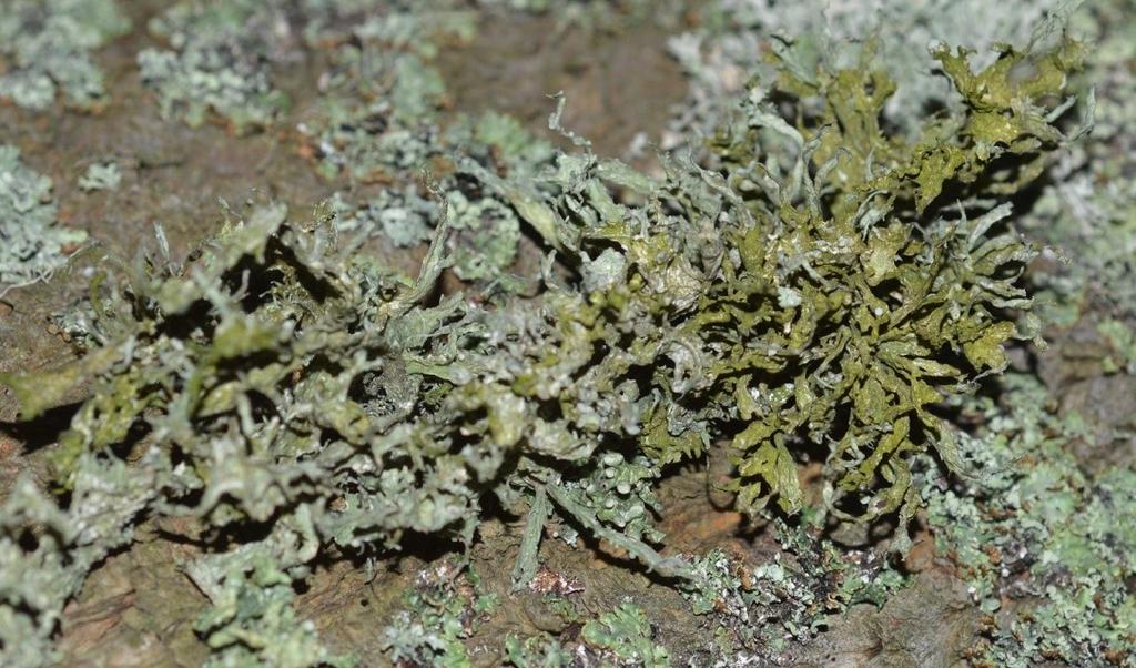 13) klon, obwód 7