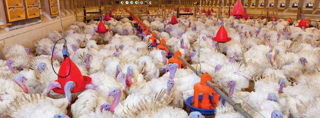 JUMBO-B nadaje się dla indyków do 12 kg żywej wagi, niosek oraz stad rodzicielskich brojlerów.