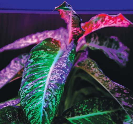 PLANTS 1200mm 26mm LED 18W/PLANT Name Replace Application
