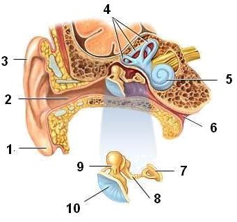 Budowa ucha 1-płatek uszny, 2-przewód słuchowy, 3-małżowina, 4-kanały półkoliste, 5-