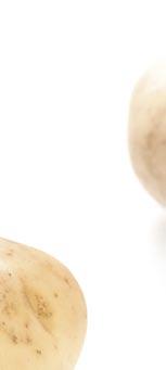 zaprawa Prestige 290 FS Dlaczego nale y zaprawiaç sadzeniaki ziemniaka?