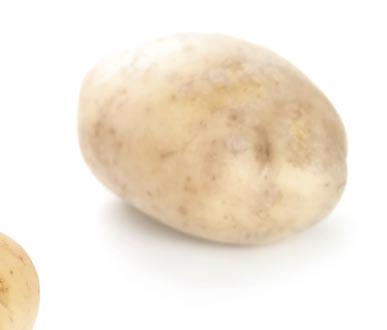 Prestige 290 FS zaprawa Kontrola stonki ziemniaczanej i msz yc Do strat plonu bulw ziemniaków przyczynia si równie stonka ziemniaczana.