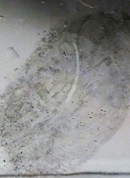 Przydatność do badań identyfikacyjnych śladów rękawiczek 115 Ryc. 25. Ślad lateksu na szkle i plastiku Niską jakością odznaczał się ślad powstały na papierze.