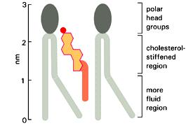 Na płynność błony wpływa zawartość cholesterolu (-) i nienasyconych kwasów tłuszczowych (+) Dopasowanie