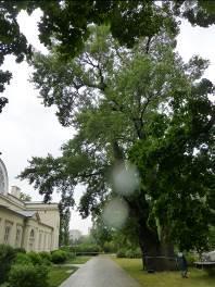 Konkurencyjność w drzewostanie wysoka; bardzo wytrwały, jako soliterowe drzewo w krajobrazie kulturowym. Często krzyżuje się z topolą osiką.