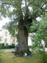 kalusami. Pień jest odchylony od pionu w kierunku południowo-wschodnim o ok. 5 o.
