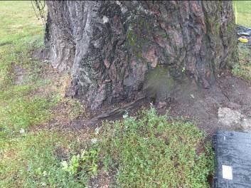 wzmacniany różnymi wiązaniami. Kilka obejm powoduje strangulacje pni.