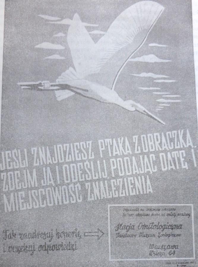 Drugi plakat Akcja uświadamiania społeczeństwa w kwestii obrączkowania ptaków oraz konieczności zgłaszania przypadków