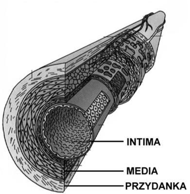 światła naczynia i przepływu krwi) warstwa zewnętrzna