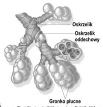 układu oddechowego, odpowiedzialną za