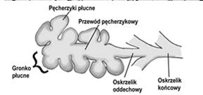 I wchodzą w skład bariery powietrze-krew