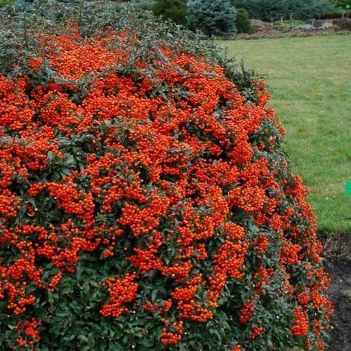 24 Pyracantha coccinea Red