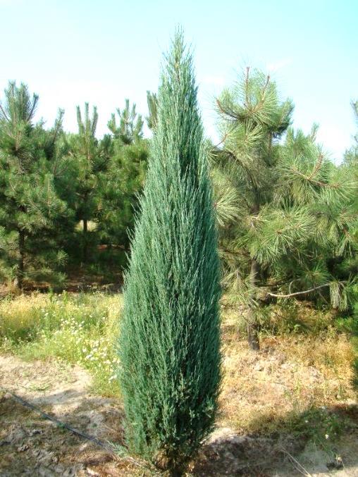 "Wiltonii" 16 5 Juniperus