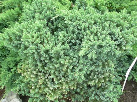 7 Juniperus squamata "Blue