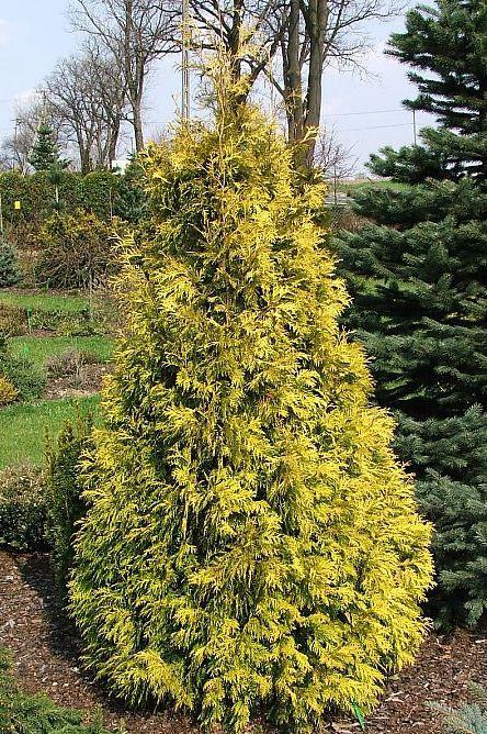 Thuja occidentalis Aurescens