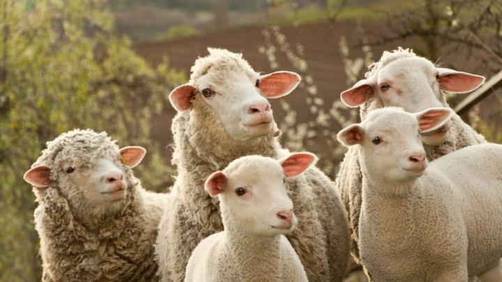 Zoolog: kwestionowanie świadomości ssaków i ptaków to ignorancja Znamy już finalistów konkursu Popularyzator Nauki 2017 Komórki nowotworowe niszczone z pomocą nanocząstek -