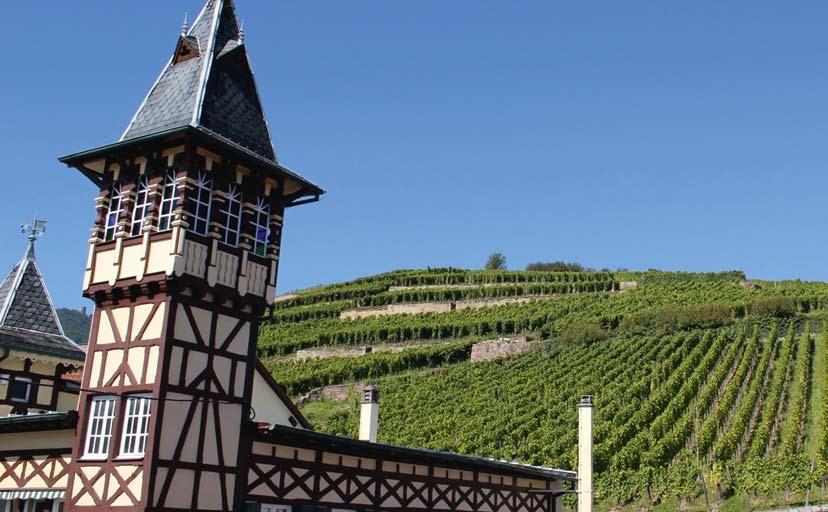 Gewurztraminer 2014 Vacqueyras Azalaïs 2012 Kraj / region: Francja / Alzacja Producent: Maison Trimbach Apelacja: AOC Alsace Szczepy: 100% Gewurztraminer Bardzo wyrazisty aromat gałki muszkatołowej,