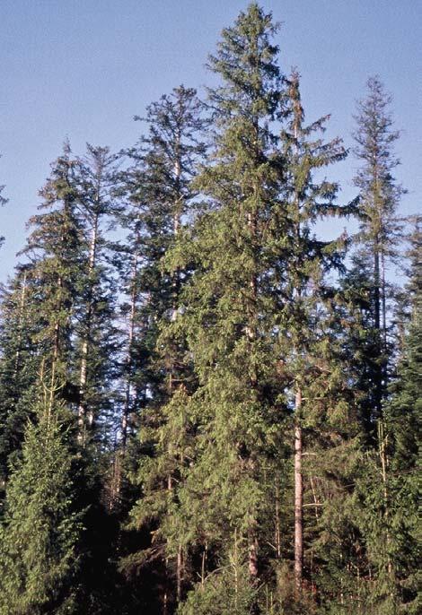 IUFRO W.P. S 2.02.