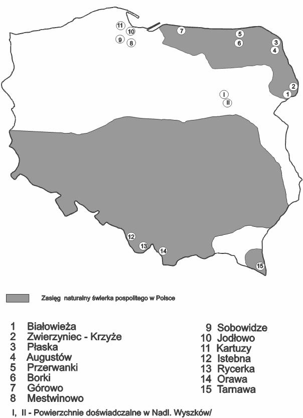 Rycerki. Natomiast świerk ze Zwierzyńca Białowieskiego, Przerwanek i Borek charakteryzuje się strzałami o gorszej jakości.