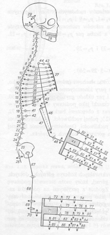 Biomechanika Podstawowe pojęcia Biomechaniki Jaka jest ruchomość całego układu ruchu człowieka (względem czaszki)?