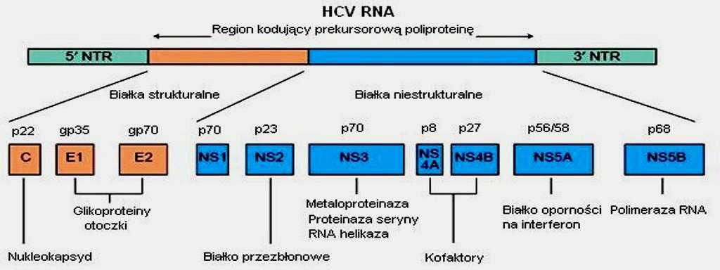 1. Budowa wirusa C zapalenia wątroby HCV ma kształt kulisty, posiada otoczkę o średnicy 30-60 nm (średnio 55 nm) 8.