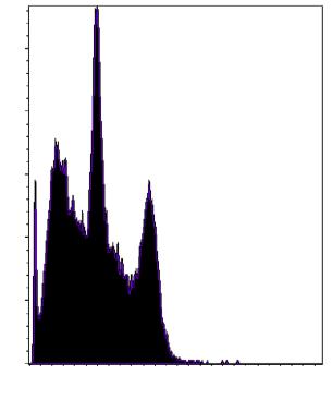 Efekt sąsiedztwa bystander effect HeLa wt 350 175 G 1-36% S - 33% G 2-31% Apo - 0.