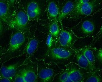 6h 24h 48h controlcx43 Cx43 α-tubulin Monocytes