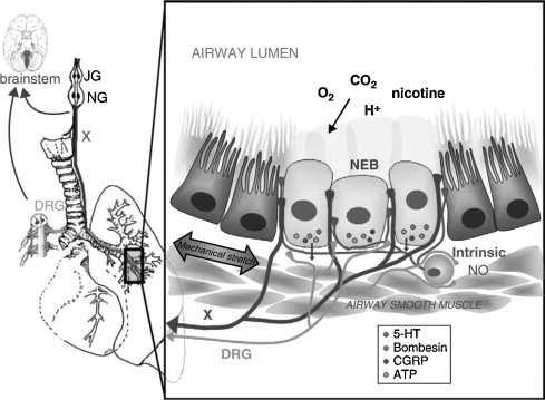 obszar oddechowy Grupy kilku komórek DNES z dochodzącymi