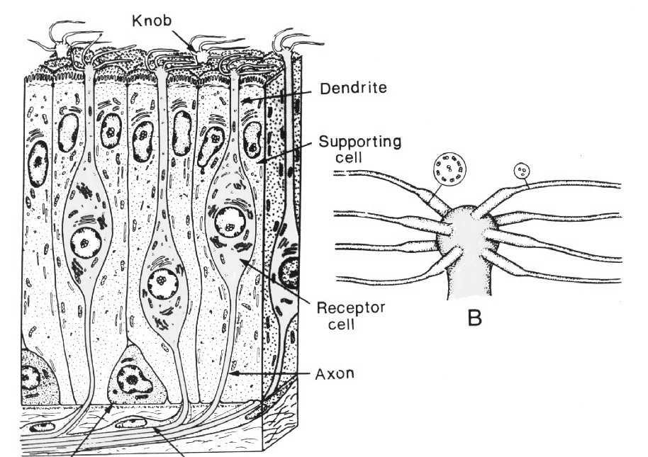 podporowa 1.