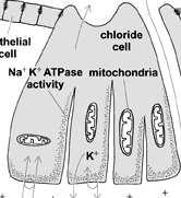 błoną komórkową gruba białkowa torebka w cytoplazmie charakterystyczne pałeczkowate twory,