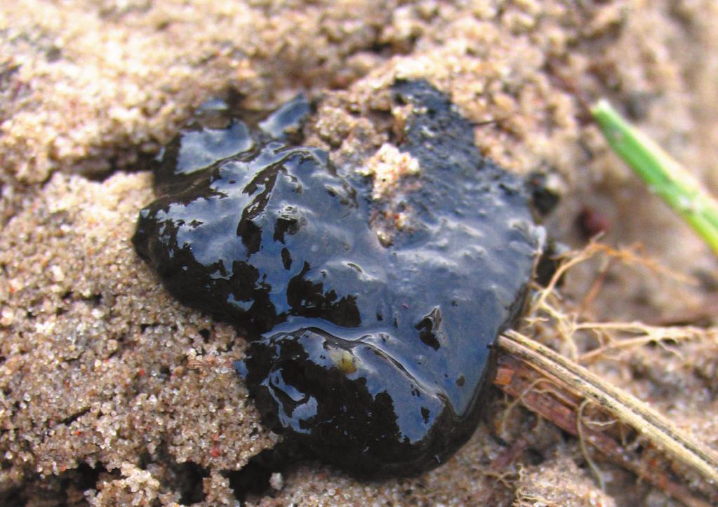 Lekcja tropienia.