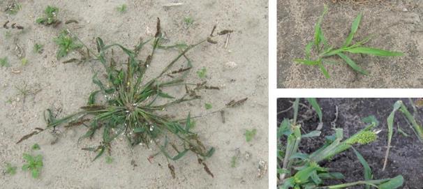 Chwastnica jednostronna (Echinochloa crus-galli L.) ), fot. Z. Anyszka Perz właściwy (Agropyron repens L.) ), fot. Z. Anyszka Tabela 3.