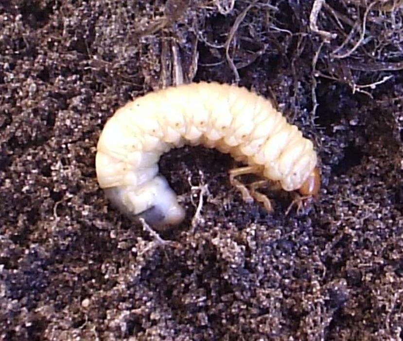 Guniak czerwczyk (Amphimallon solstitialis) długości 14-18 mm, jasnobrązowy, pokryty żółtymi włoskami. Larwy długości do 30 mm. Rozwój jednego pokolenia trwa 2 lub 3 lata.