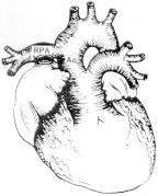 Ryc. 12.