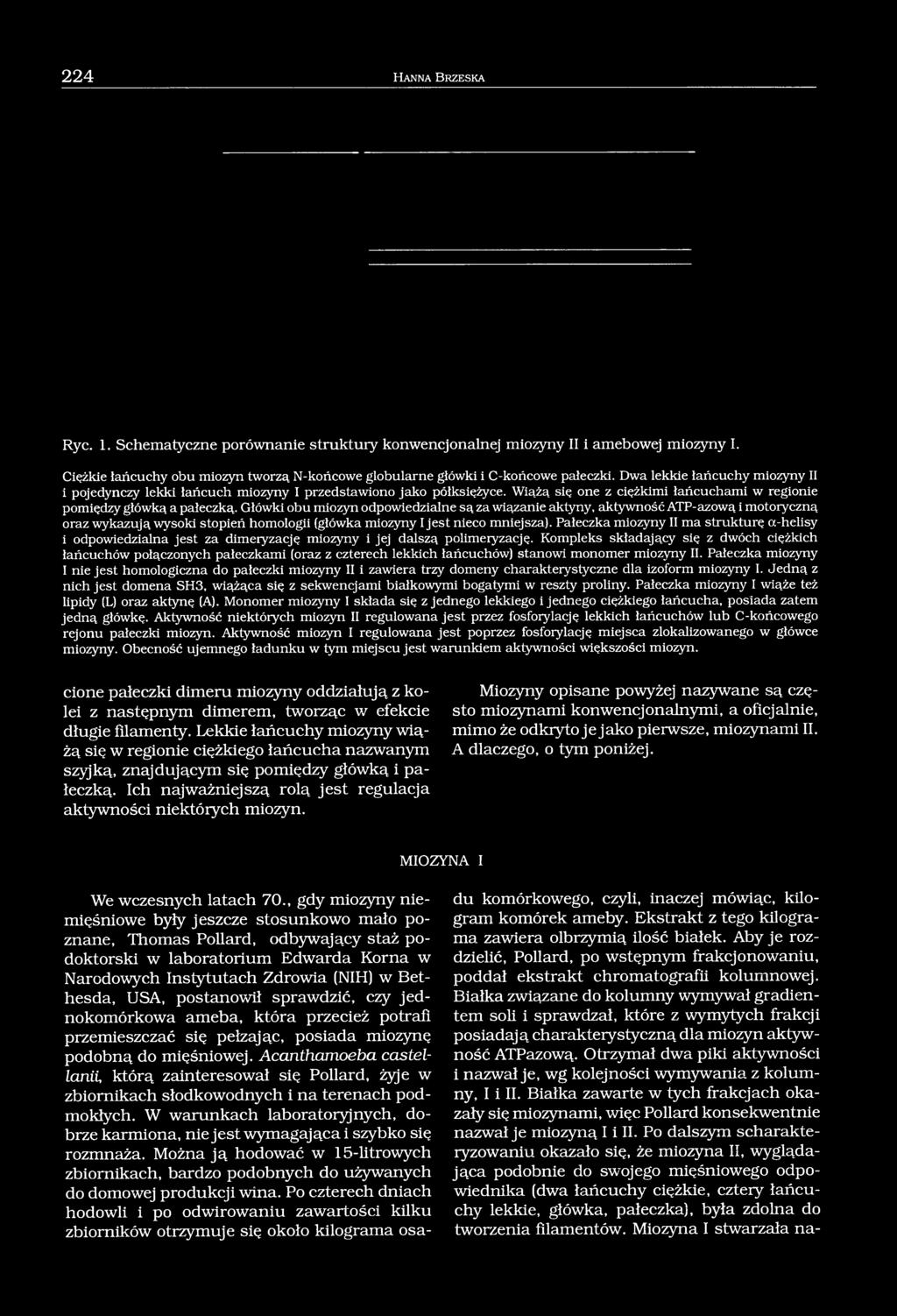Wiążą się one z ciężkimi łańcuchami w regionie pomiędzy główką a pałeczką.