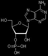 Zasady DA mają krótki czas życia w stanie wzbudzonym, (w przeciwieństwie do długożyjących heteroaromatów) 290 460 nukleotydy (femtosekundy) 460 720 800 H H 2 zasady DA/RA (pikosekundy) 1.0 2.4 3.2 6.