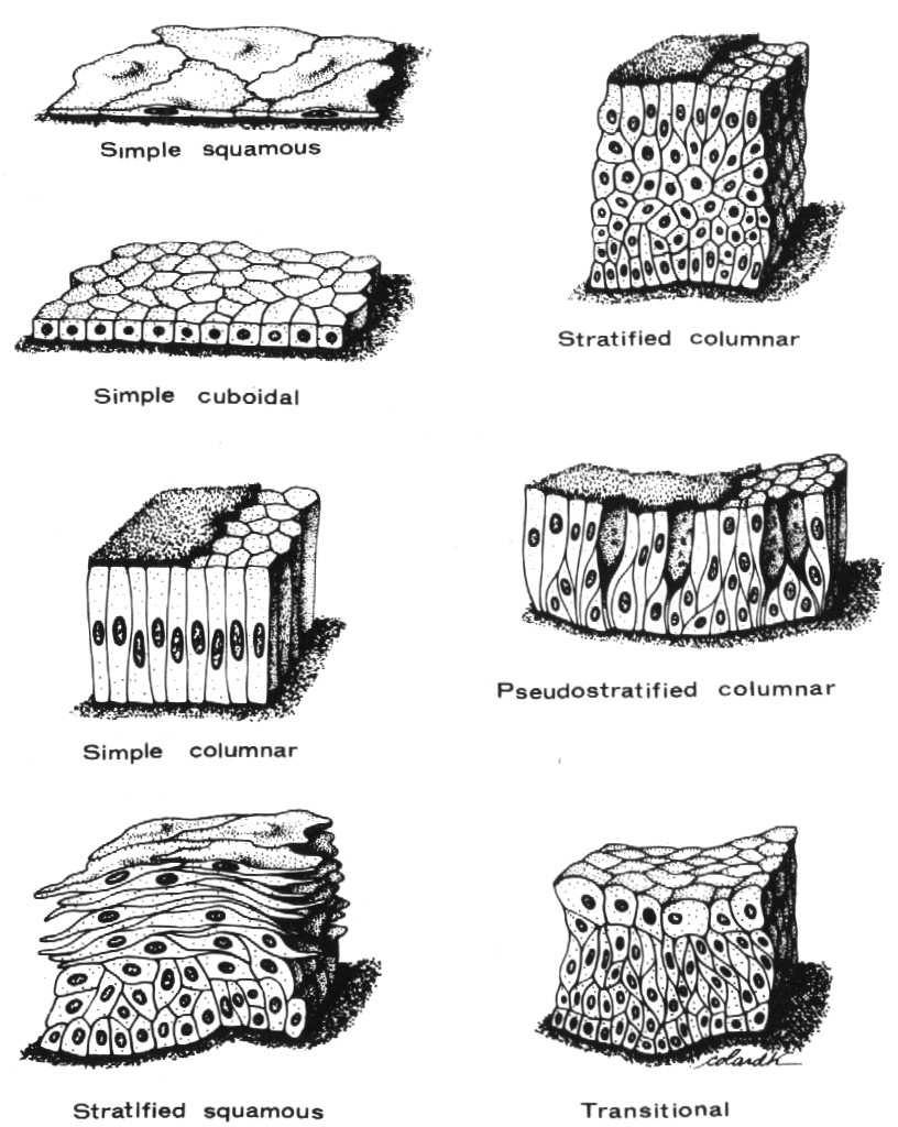 HISTOLOGIA OGÓLNA (TKANKI) Elementy składowe tkanki: komórki (o zbliŝonej strukturze i funkcji) substancja