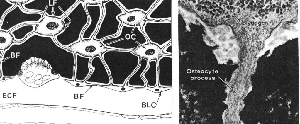 Komó Komórki osteogenne osteoblasty osteocyty Otaczają się produkowaną