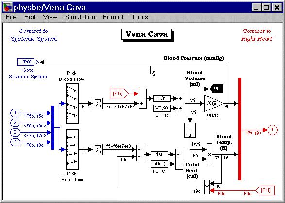 Physbe żyła główna M.