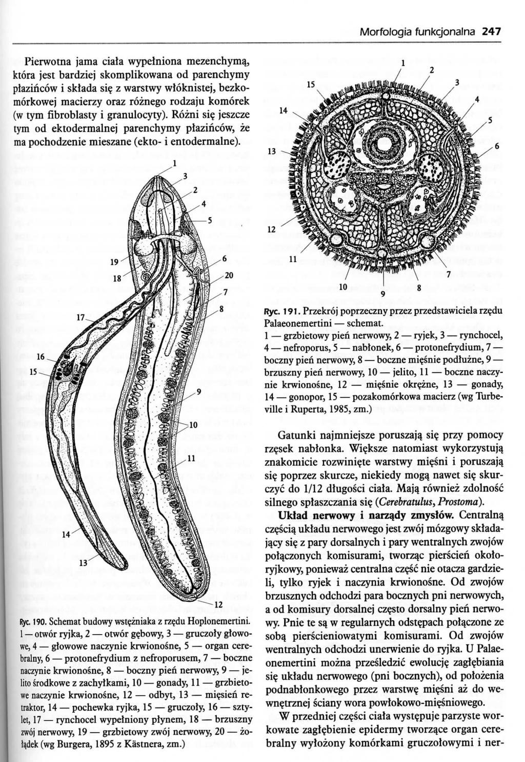 Morfologia funkcjonalna 247 Pierwotna jama ciala wypelniona mezenchymq, ktora jest bardziej skomplikowana od parenchymy plazincow i skiada si?