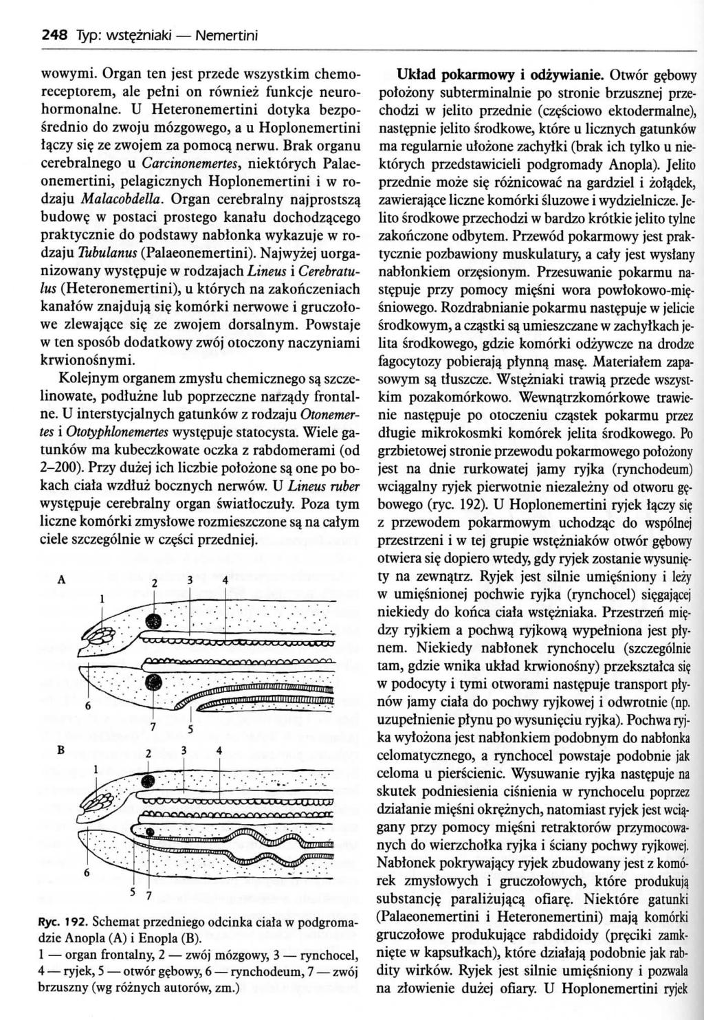 248 Typ: wst?zniaki Nemertini wowymi. Organ ten jest przede wszystkim chemoreceptorem, ale pelni on rowniez funkcje neurohormonalne.