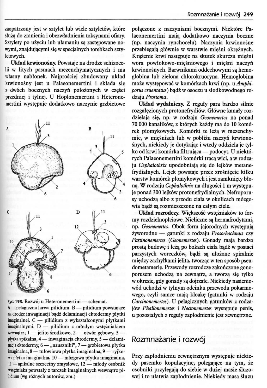 Rozmnazanie i rozwoj 249 zaopatrzony jest w sztylet lub wiele sztyletow, ktore sluza_ do zranienia i obezwladnienia toksynami ofiary. Sztylety po uzyciu lub ulamaniu sa, zast?